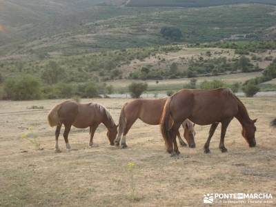 Vespertina - Senderismo Sierra del Rincón;agencias viaje madrid ruta de carlos v puente 12 octubre